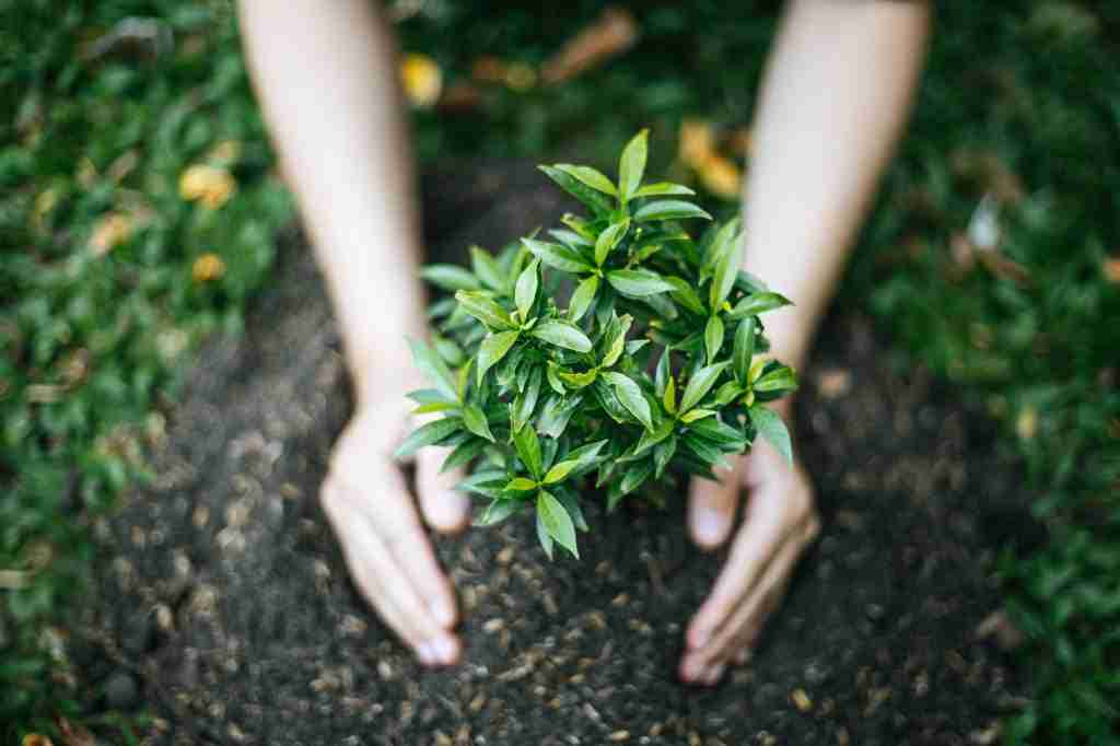 Planting trees